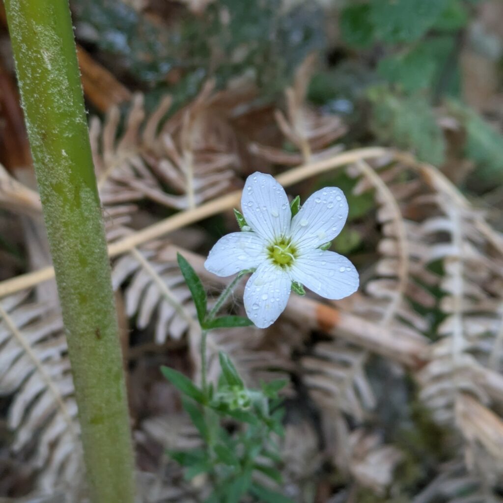 Arenaria montana : Fleur blanche à 5 pétales