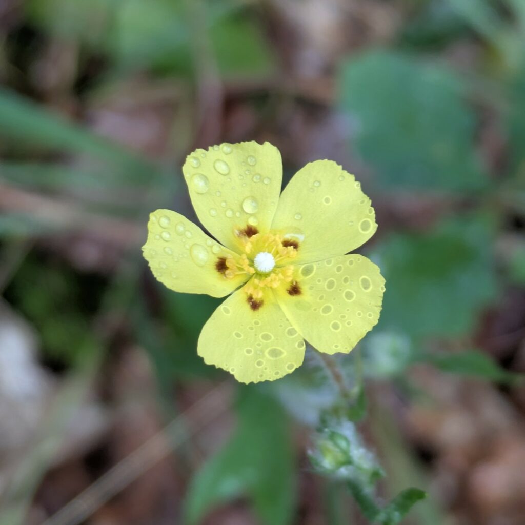 Tuberaria guttata, fleur jaune à 5 pétales avec des tâches rouges vers le centre.