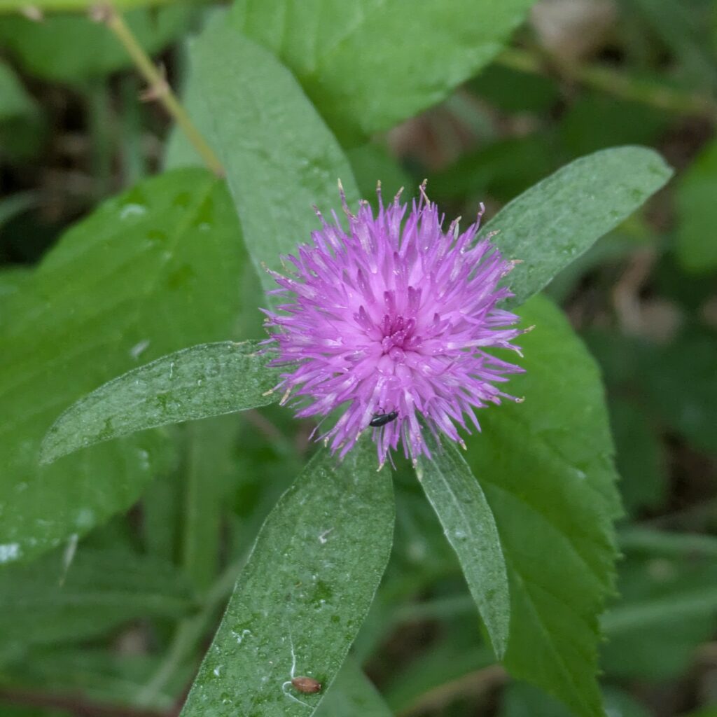 Centaurea debeauxii : Fleur fuchsia.