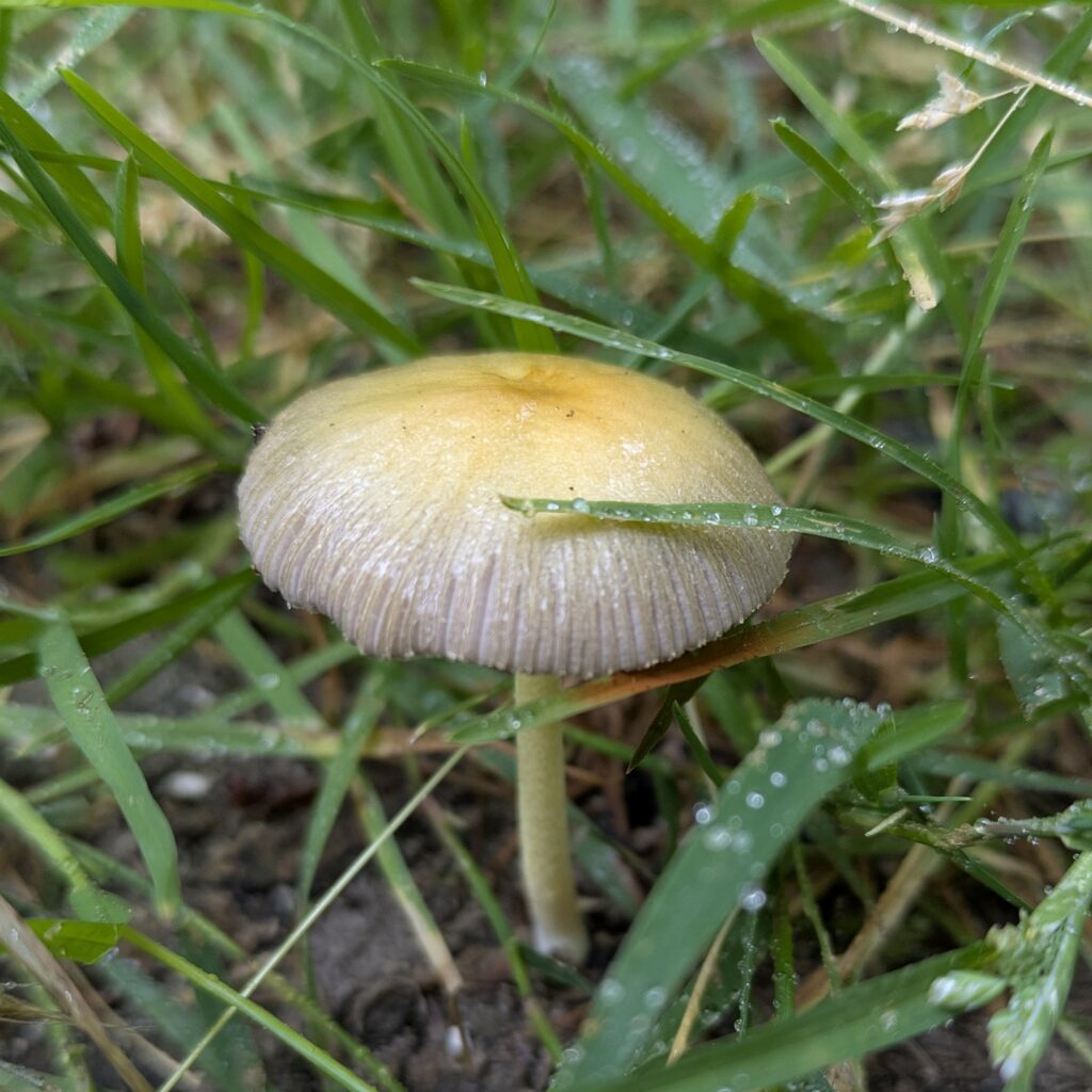 Bolbitie jaune d’œuf