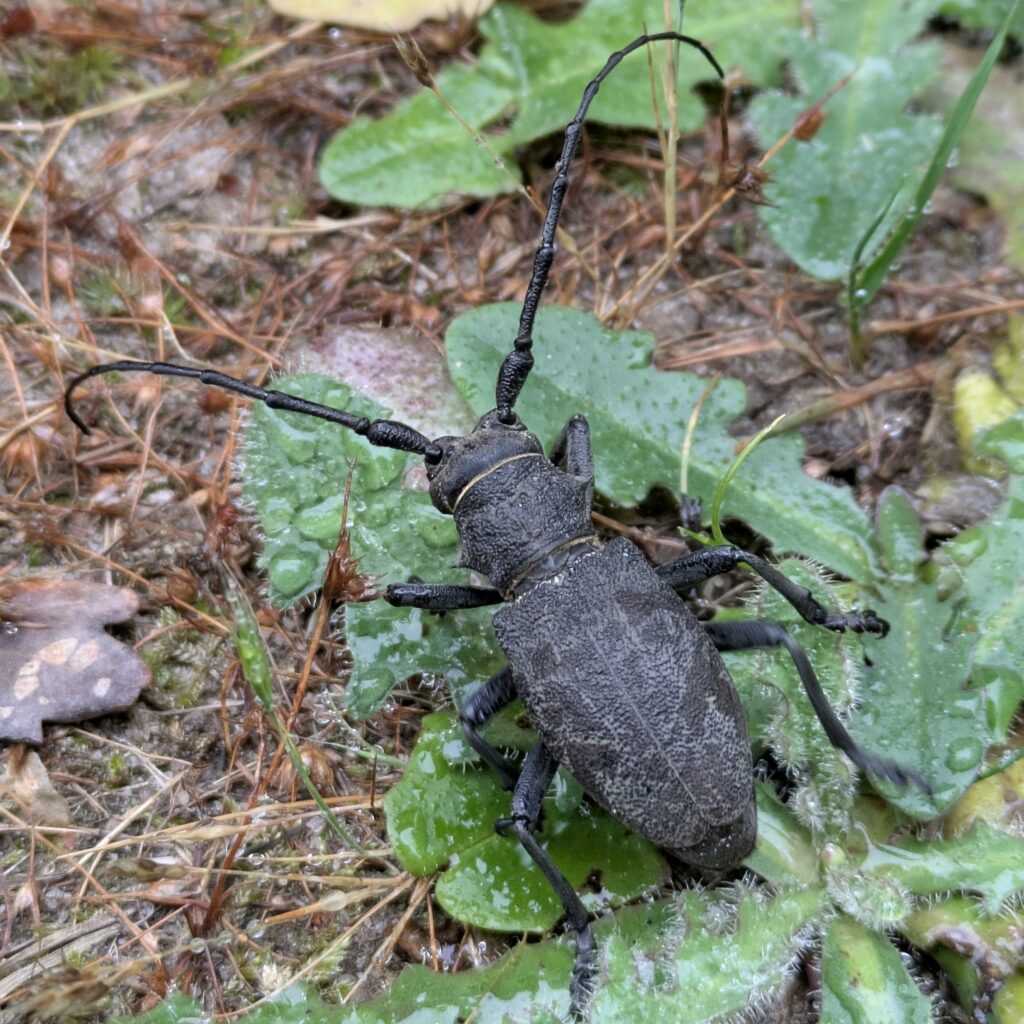 Capricorne : Insecte noir à grandes antennes.