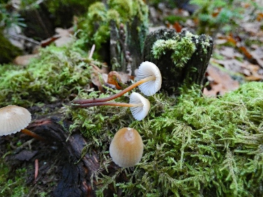 Mycena inclinata