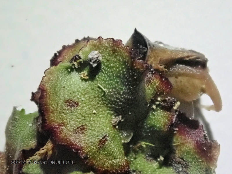 Marchantia quadrata