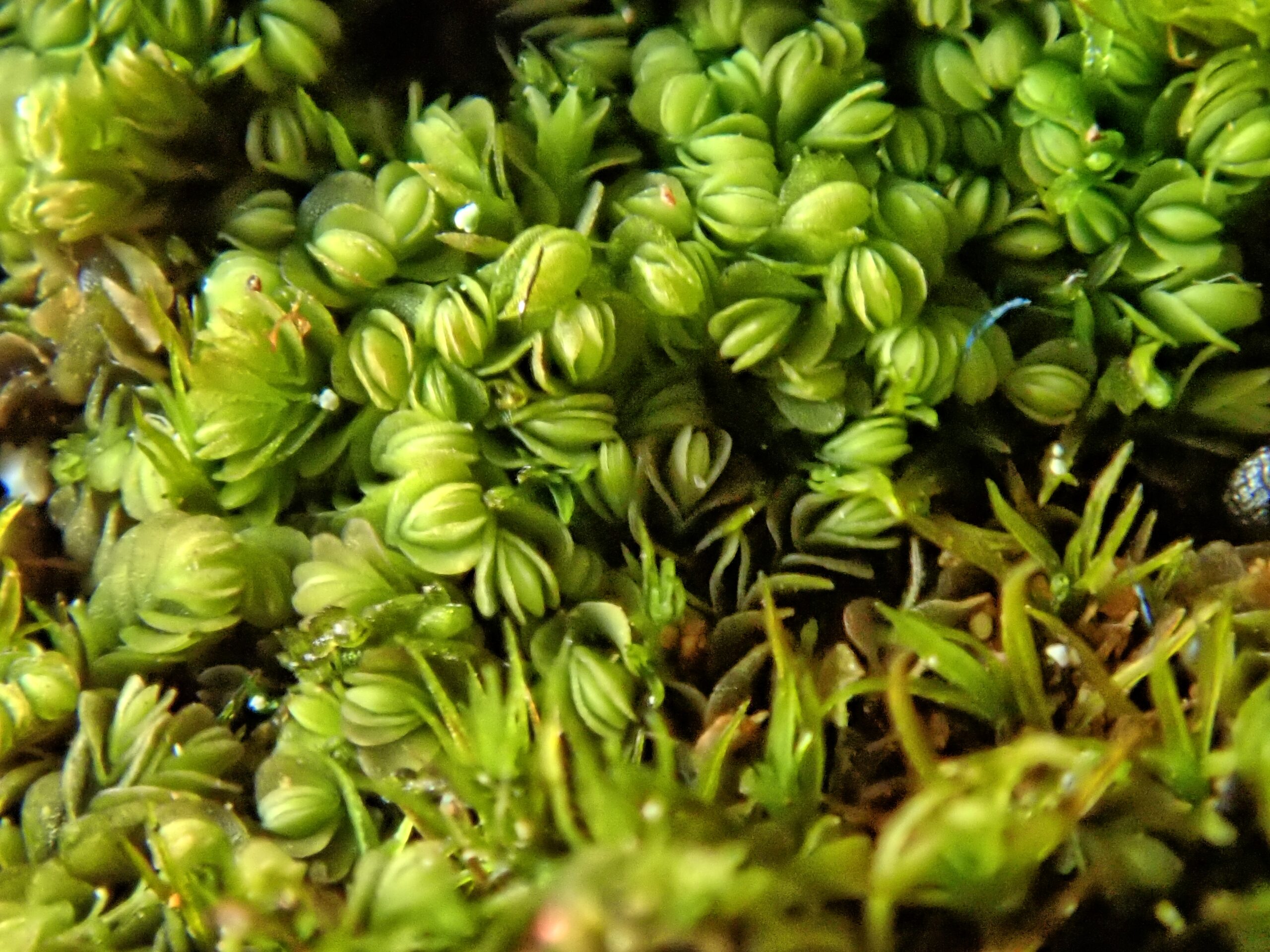 Southbia-tophacea