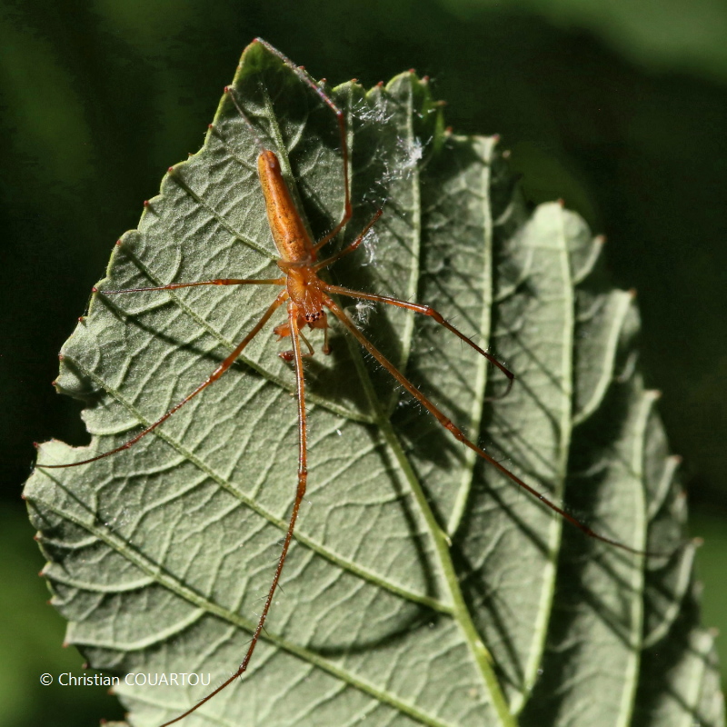 Tetragnatha