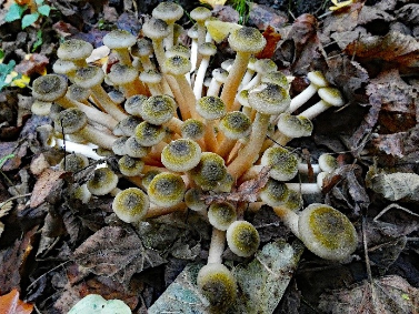 Armillaria mellea