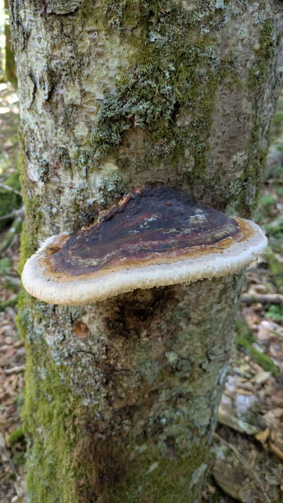 Fomitopsis pinicola sur pin