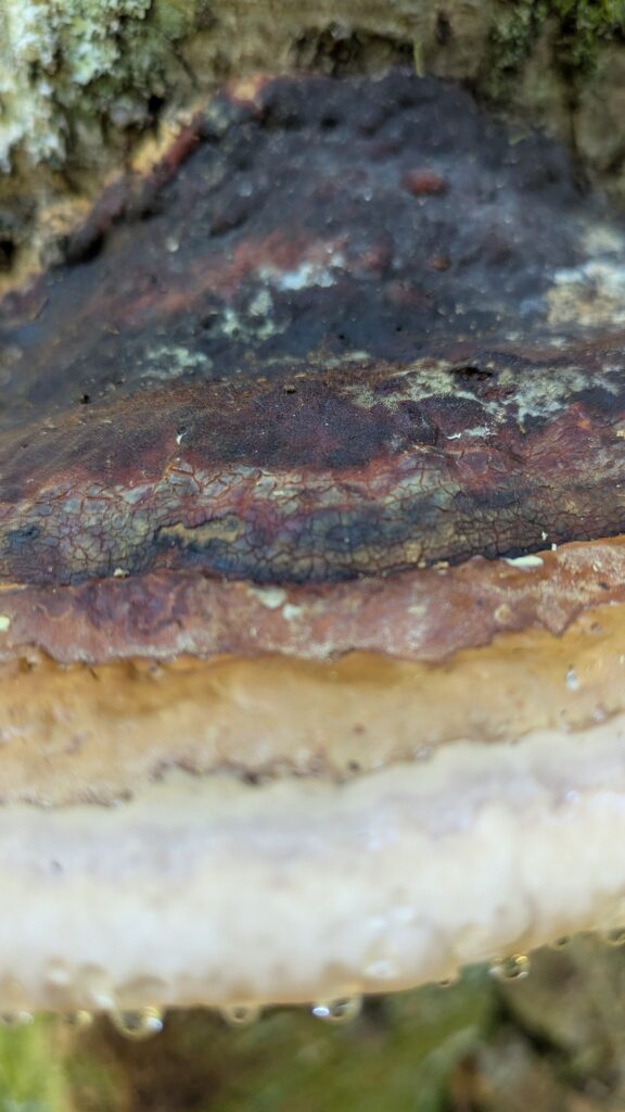 Marges du polypore marginé : noir-gris, brun, ocre puis blanc.