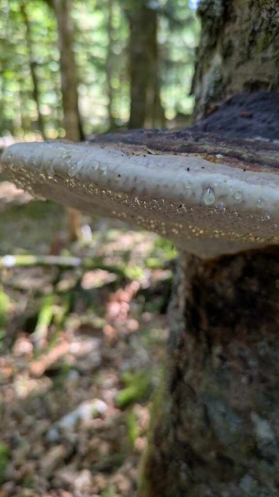 Gouttes sous les pores du fomitopsis pinicola