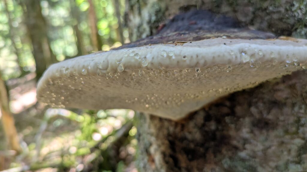 Gouttes sous les pores et la marge du fomitopsis pinicola
