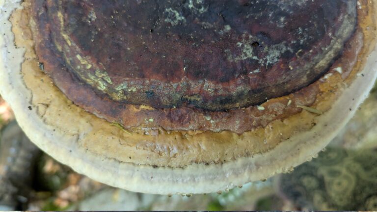 Fomitopsis Pinicola