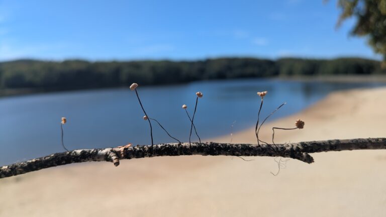 Branche sur laquelle ont poussé des marasmes, en arrière plan le lac de Tolerme.
