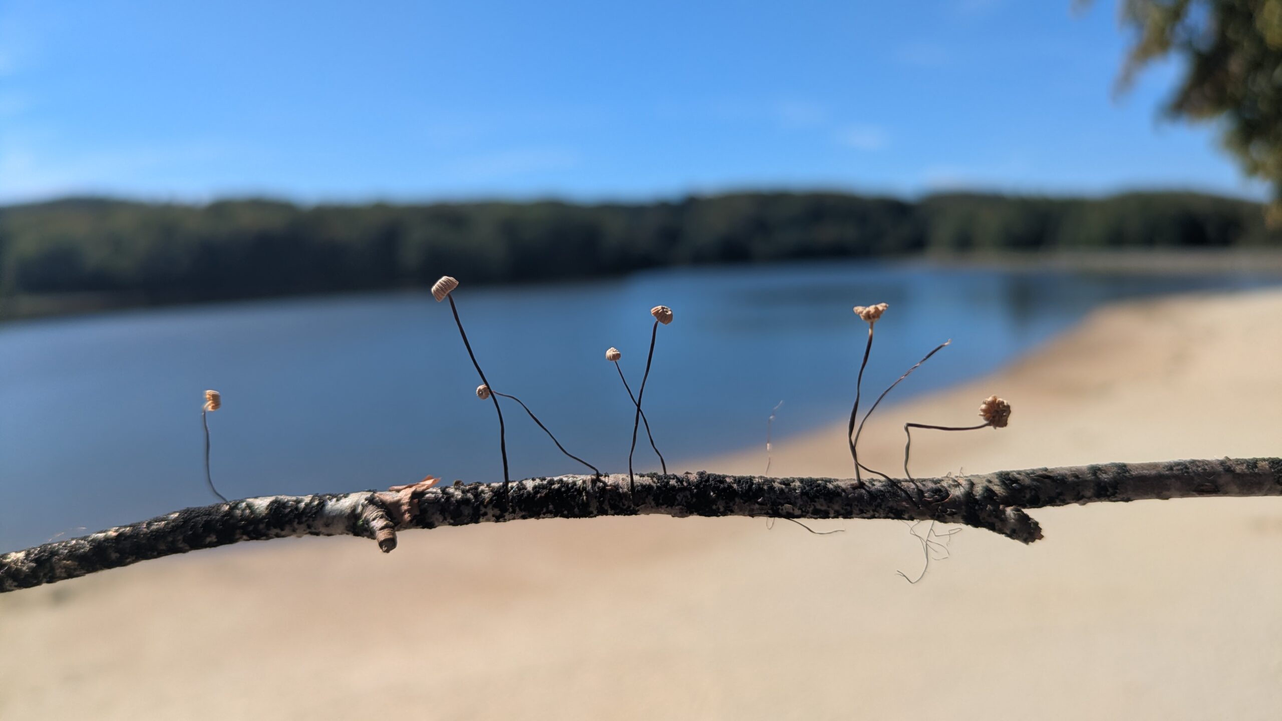 Branche sur laquelle ont poussé des marasmes, en arrière plan le lac de Tolerme.