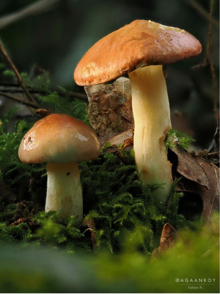 Suillus granulatus par Fabien Naneix
